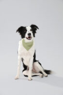 Light green Dog Bandana