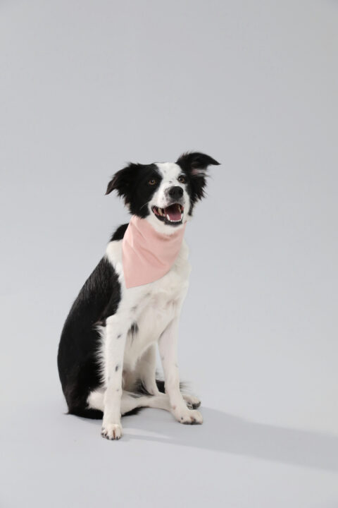 Dog Bandana pink