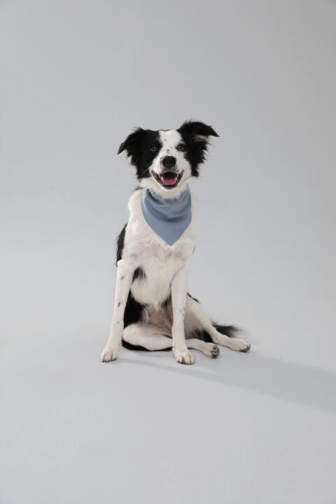 Light Blue Dog Bandana
