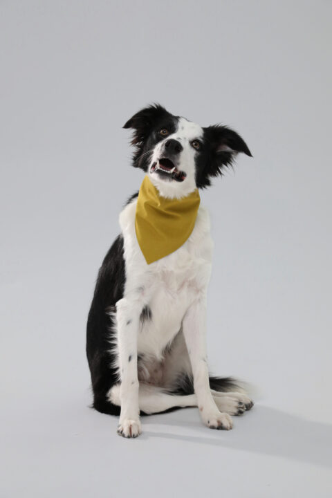 Dog Bandana - Mustard, XS/S