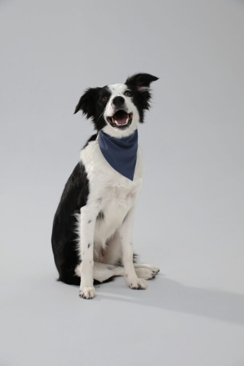 Blue Dog Bandana