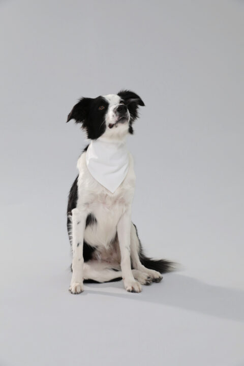 Dog Bandana White
