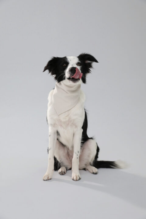 Dog Bandana - Beige, M/L