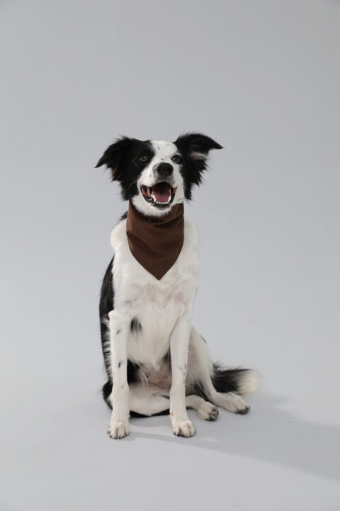 Brown Dog Bandana