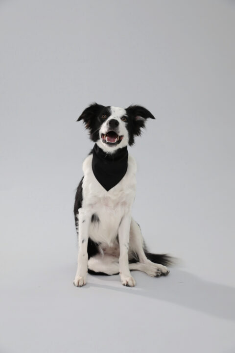 Dog Bandana - Black, XS/S